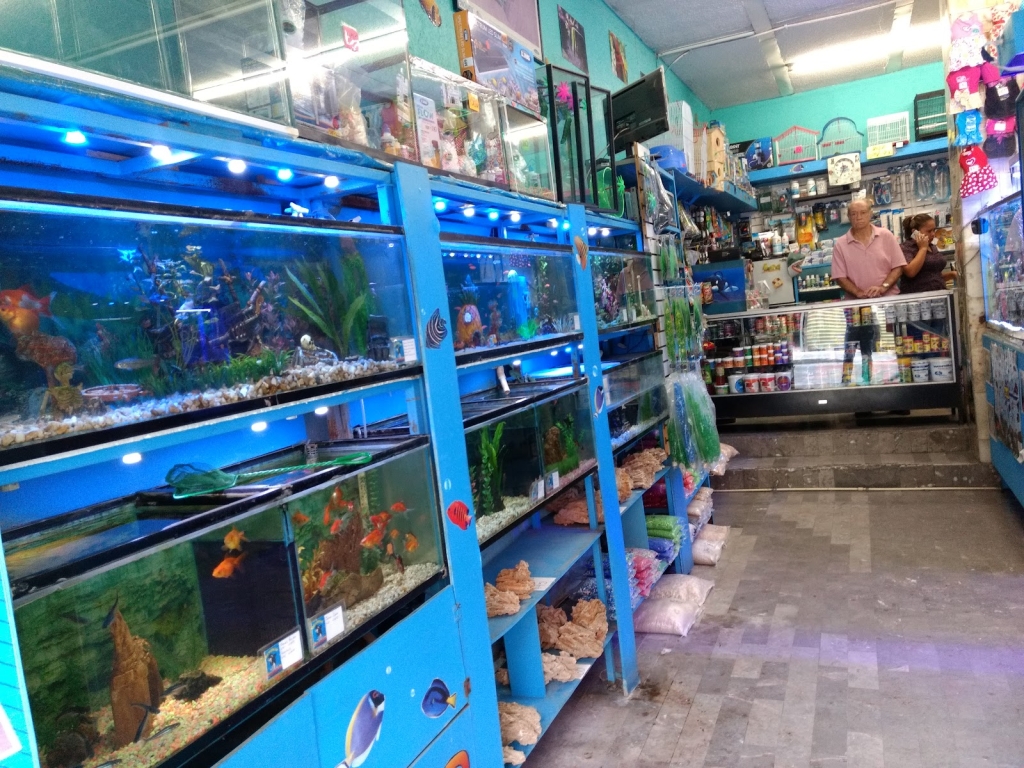 ACUARIO KEIKO