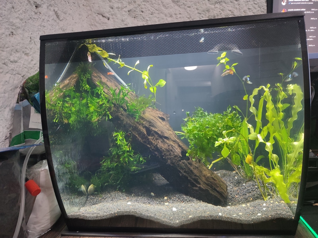 Acuario