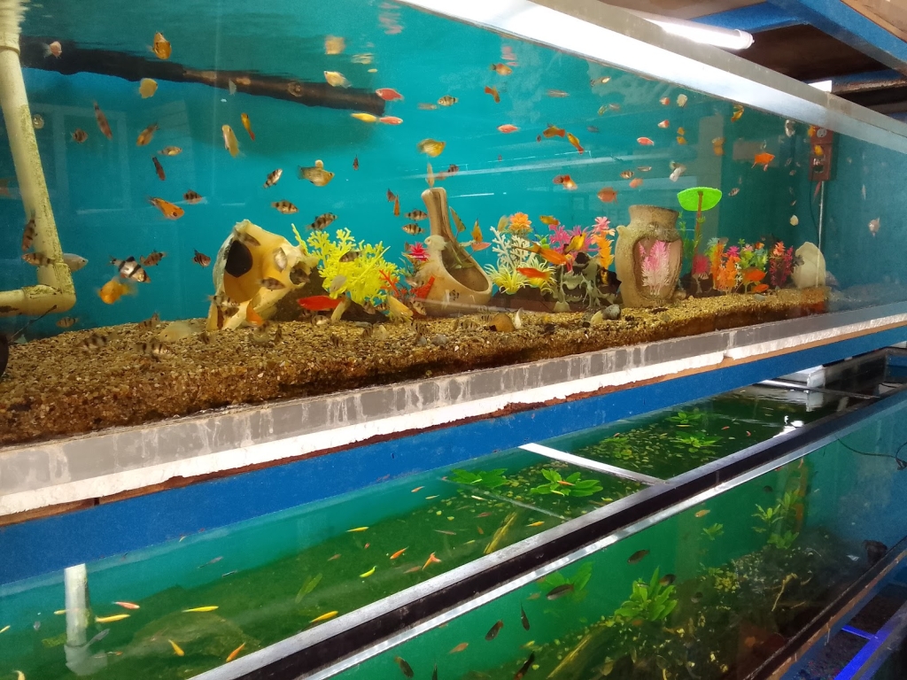 Acuario El Último Arrecife