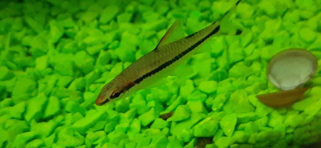 Acuario Ángel