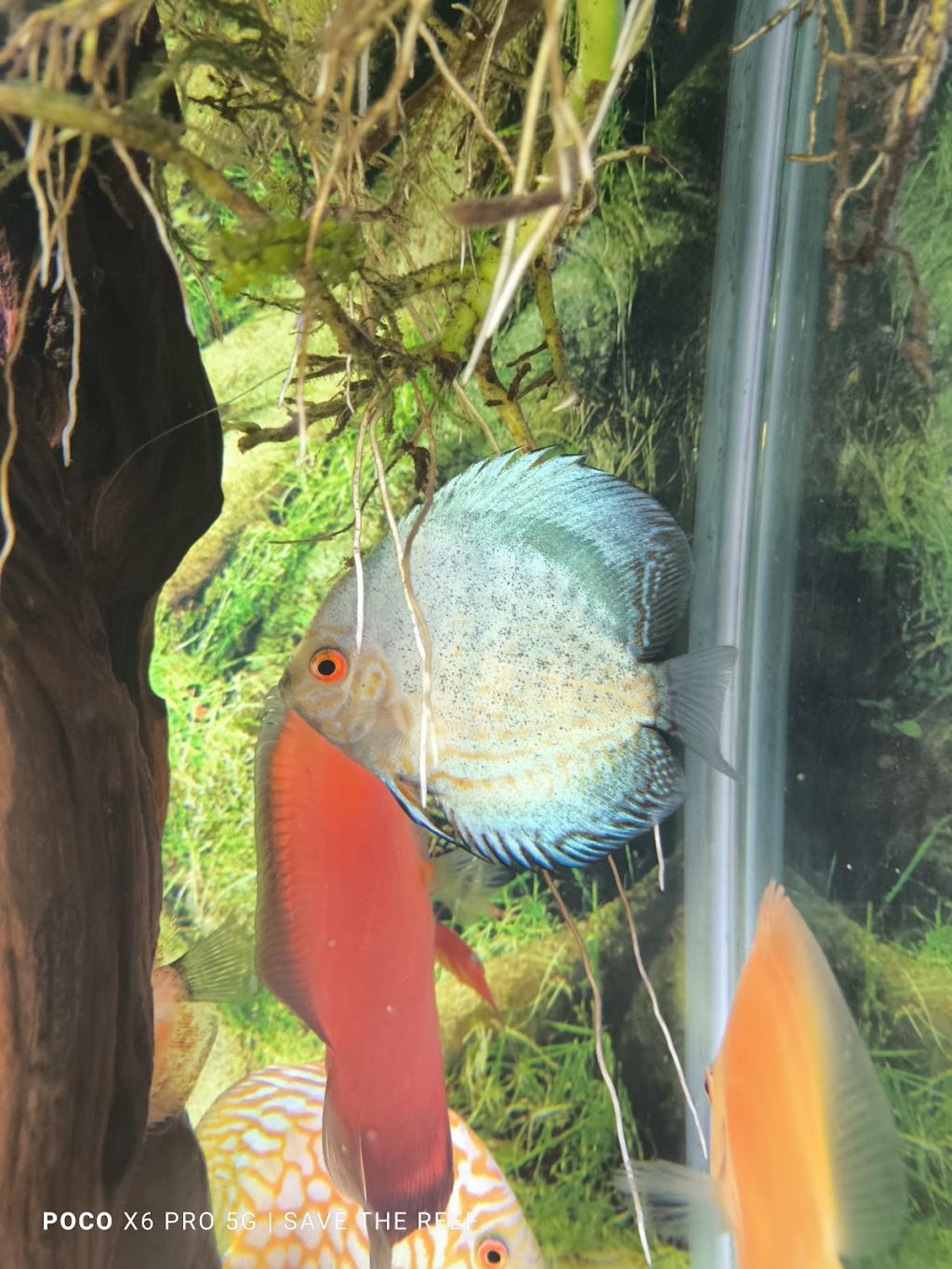 Acuario 'Save The Reef'