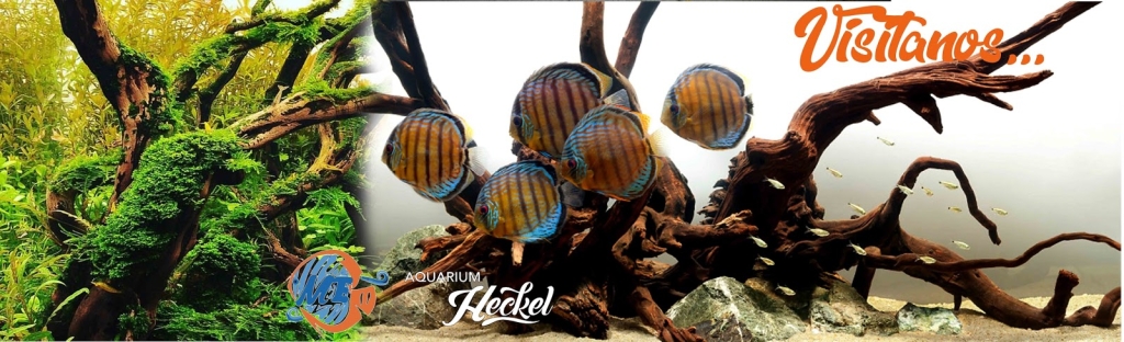Acuario Heckel