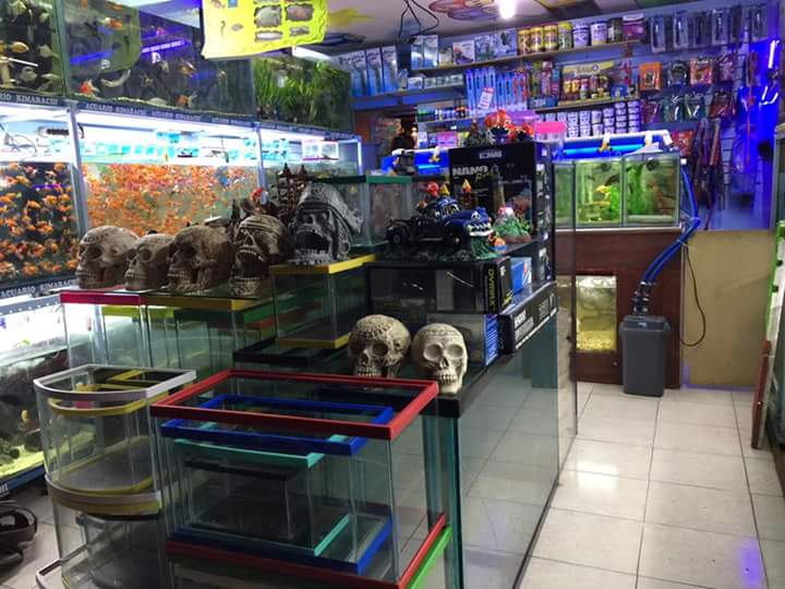Acuario Kimarachi