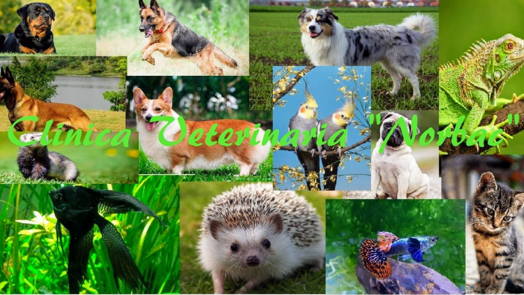 VETERINARY CLINIC AND AQUARIUM 'NORBAC'