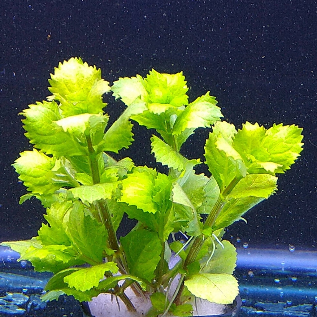 Poseidon Fish Charly Vargas (Commercializer of flora and fauna)