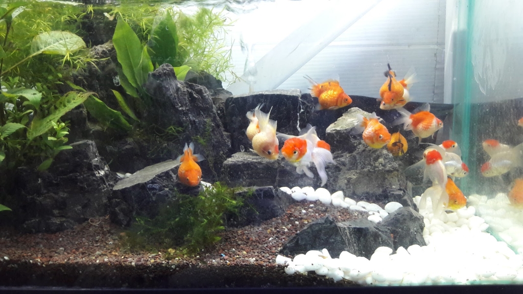 ACUARIO NEPTUNO PUEBLA