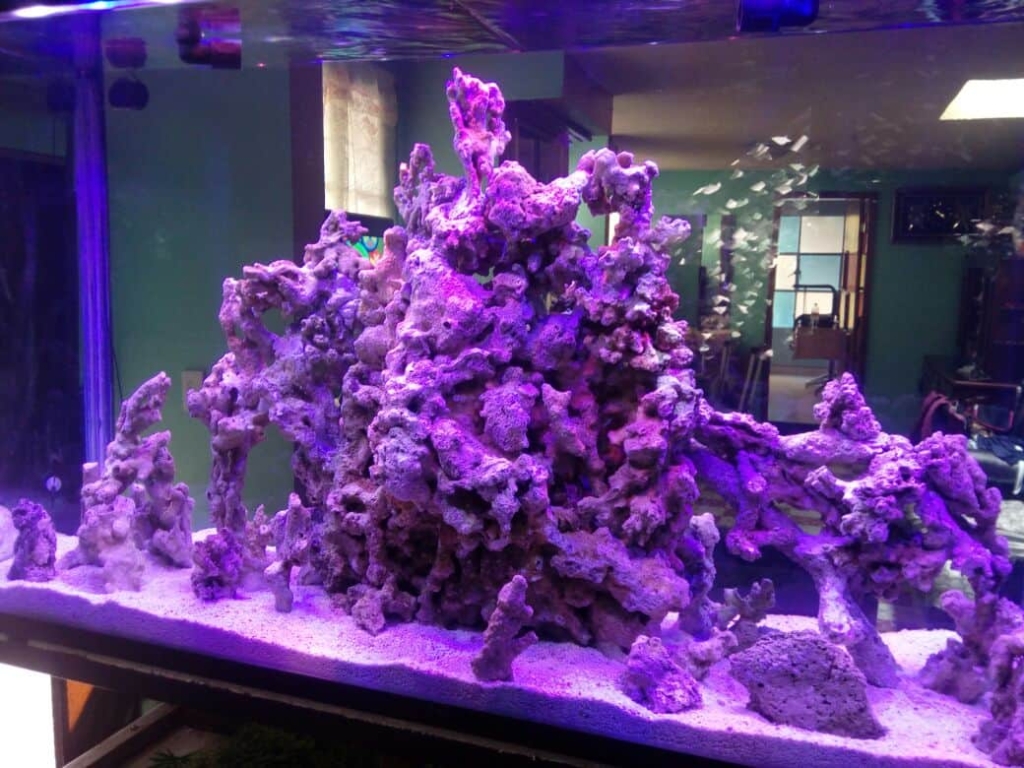 ACUARIO HIPOCAMPO