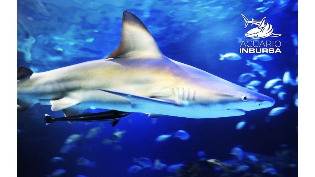 Inbursa Interactive Aquarium