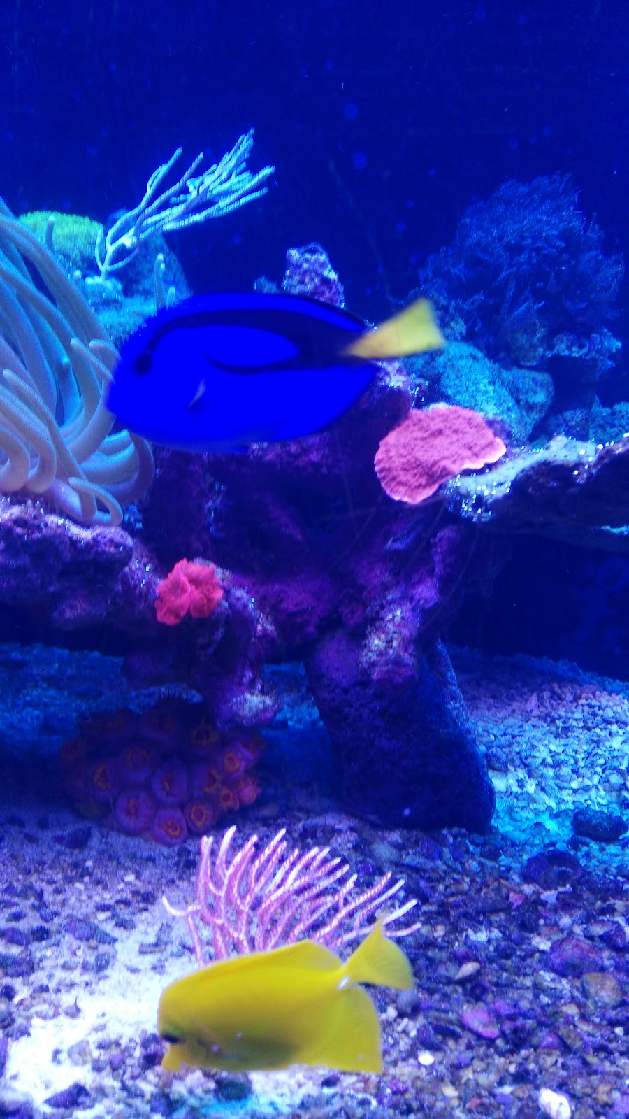 Acuario Totis