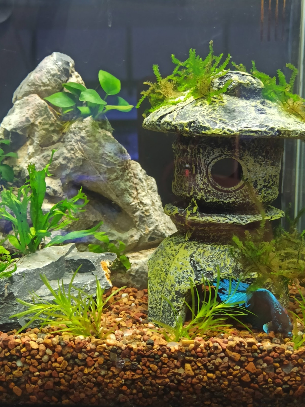 Acuario Gazpher