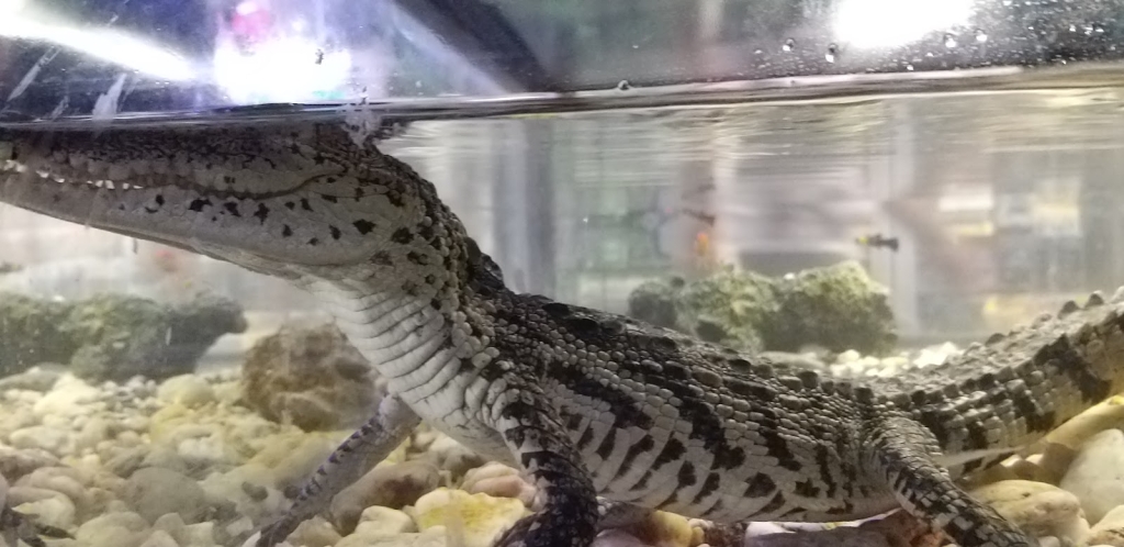 Acuario Caballito de Mar