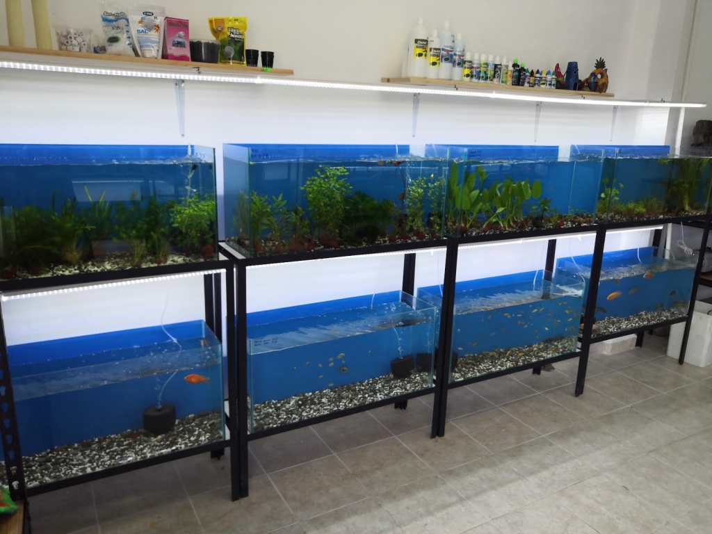 Acuario Mundo pez Cancún