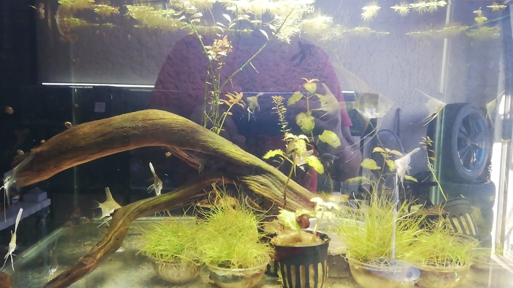 Acuario Ramirezi