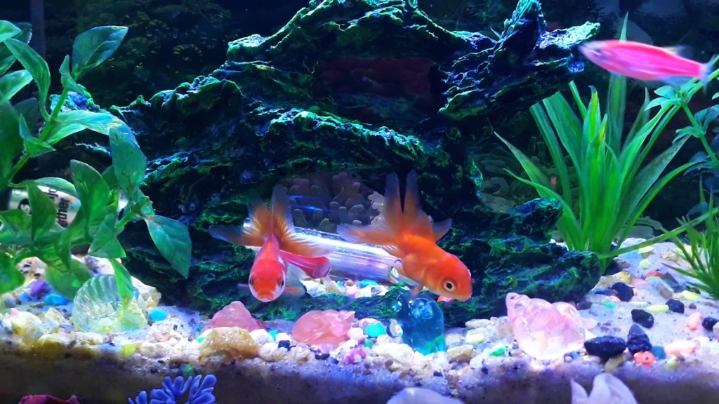 Acuario Fantasía