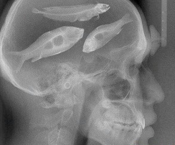 Acuario Pet''s