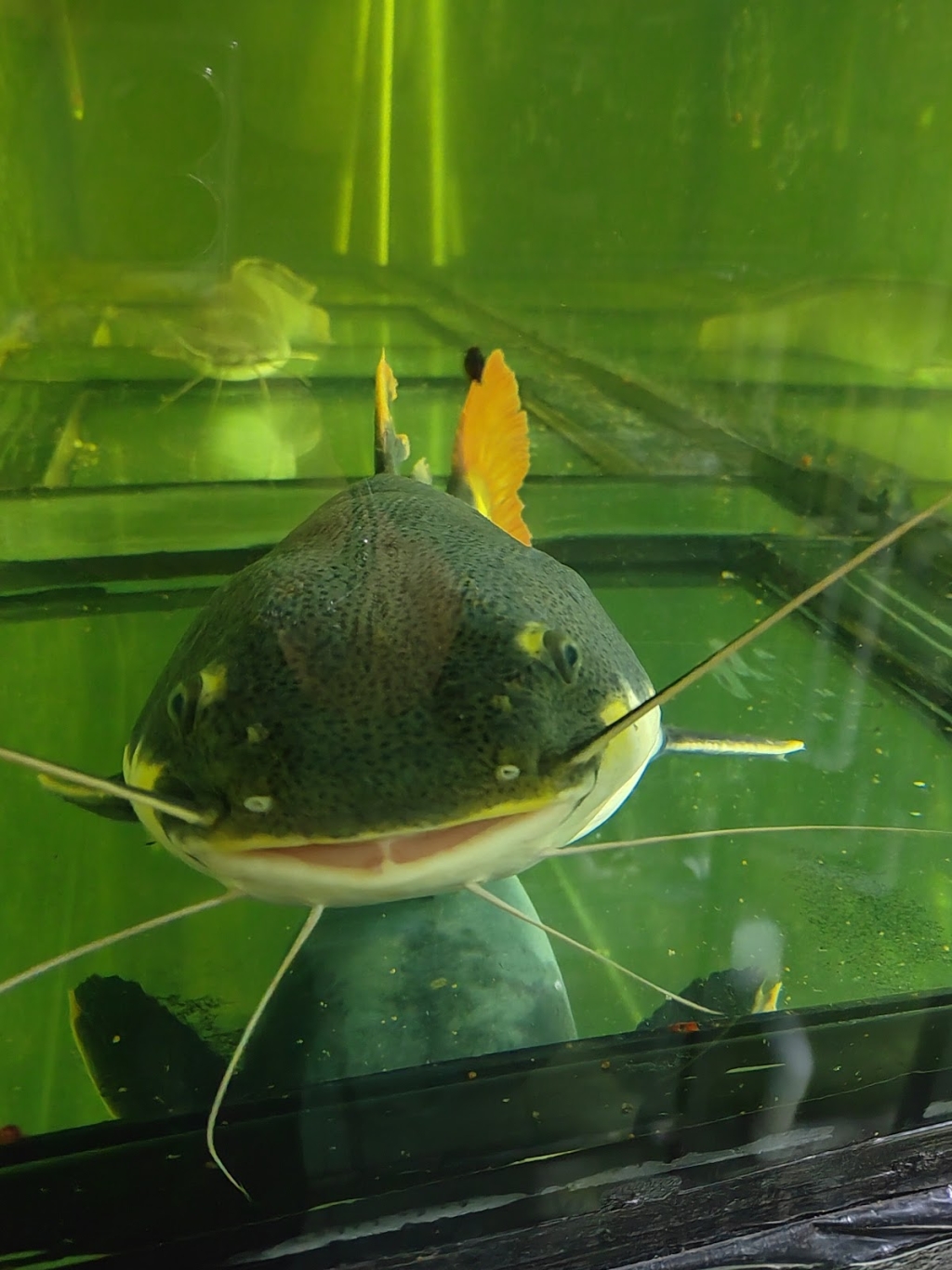 Acuario Amazonas Puebla