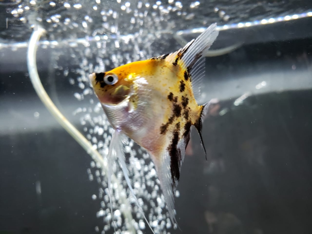 Acuario Black Fish