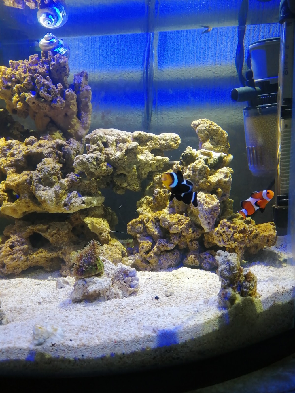 Acuario Nautilus
