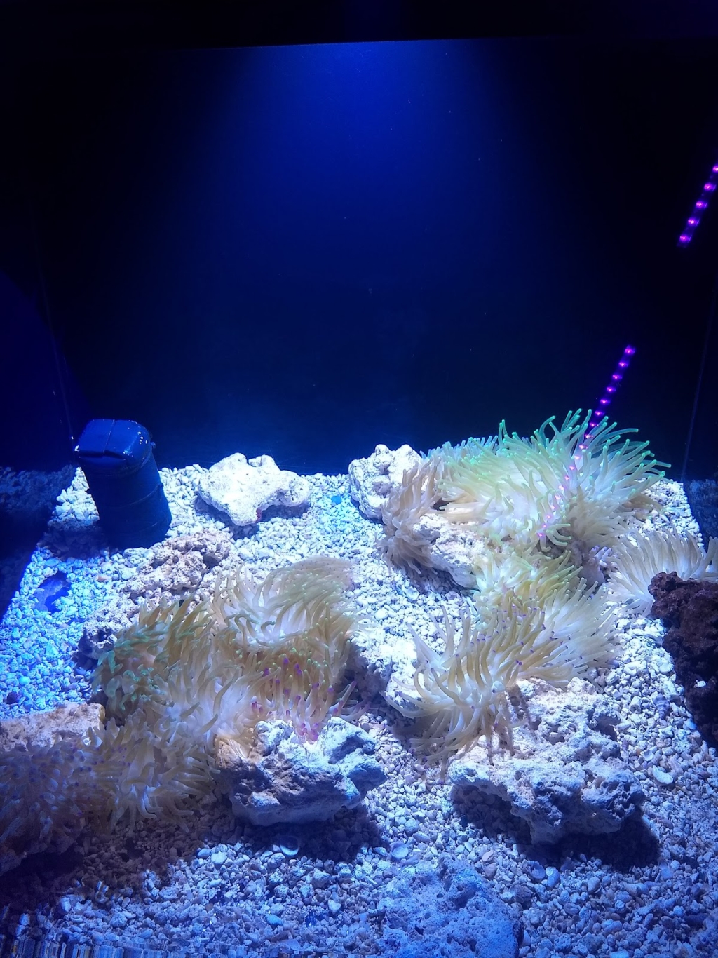 Acuario Mar Caribe