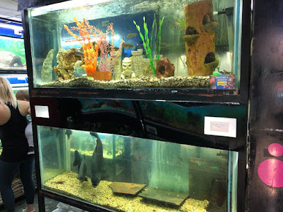 Acuario cardumen