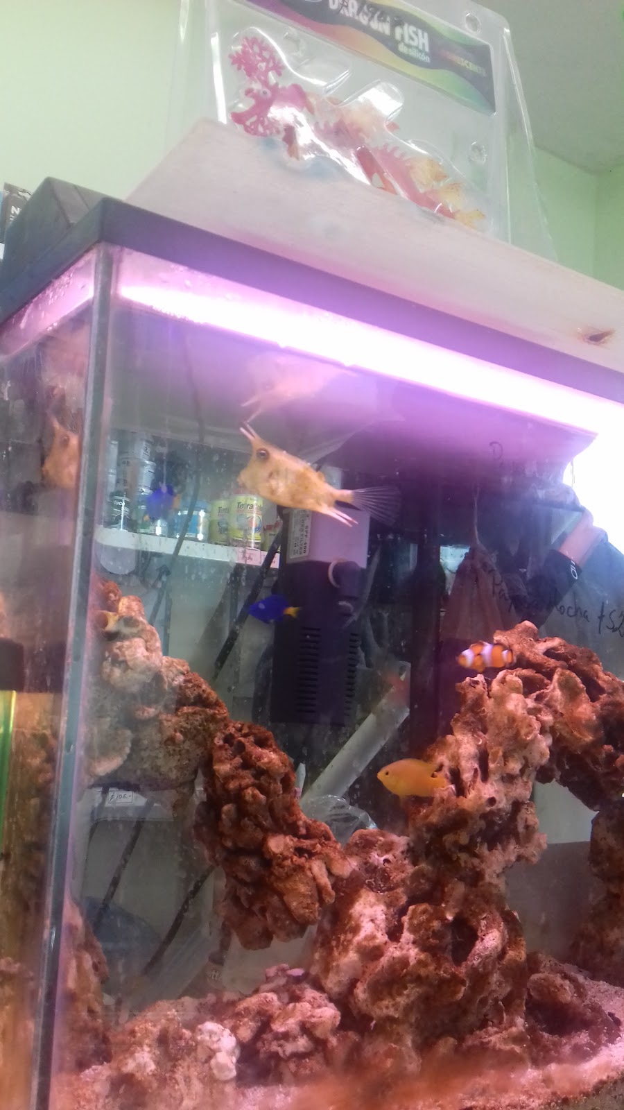 Acuario