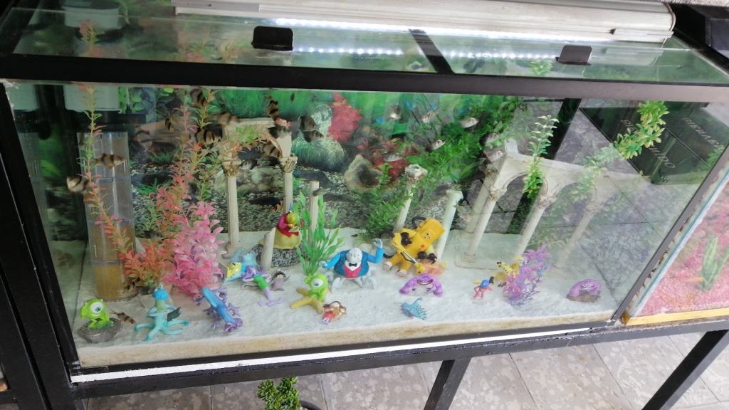 ACUARIO NACOZARI