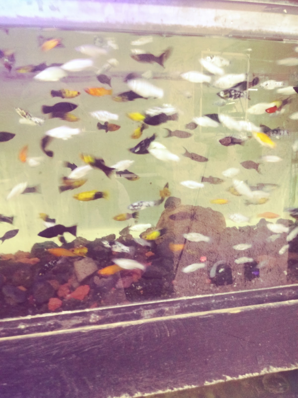 Acuario Aqua Pez