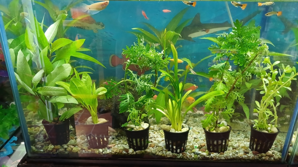 Purple Lotus Aquarium