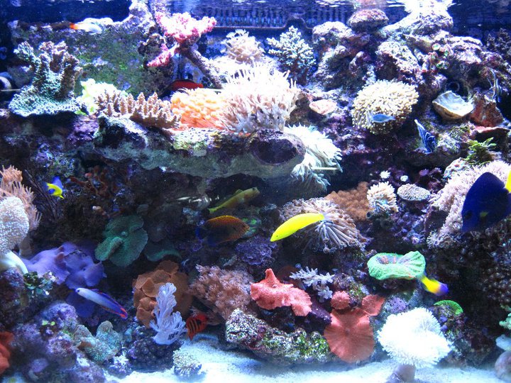 Mundo del Acuario A1