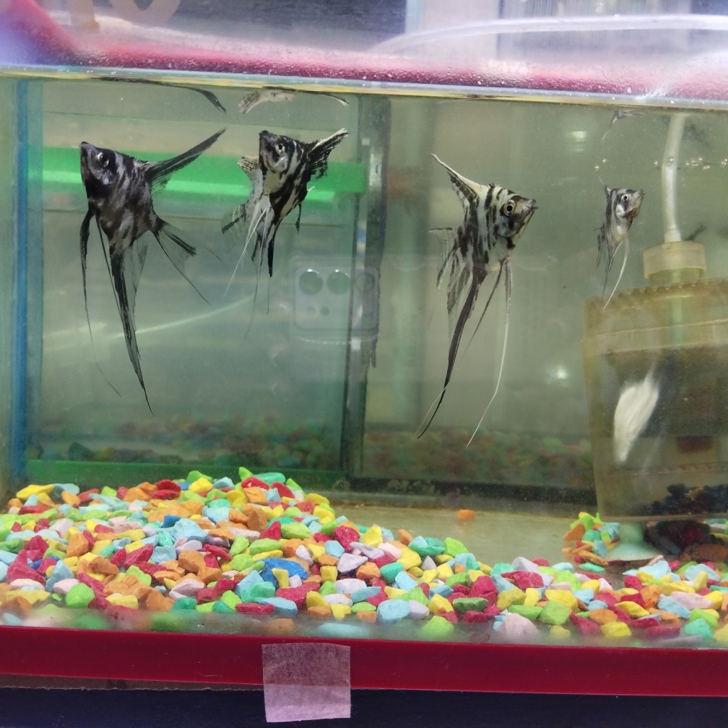 Estética Canina y Acuario 'DOG ESPONJA'