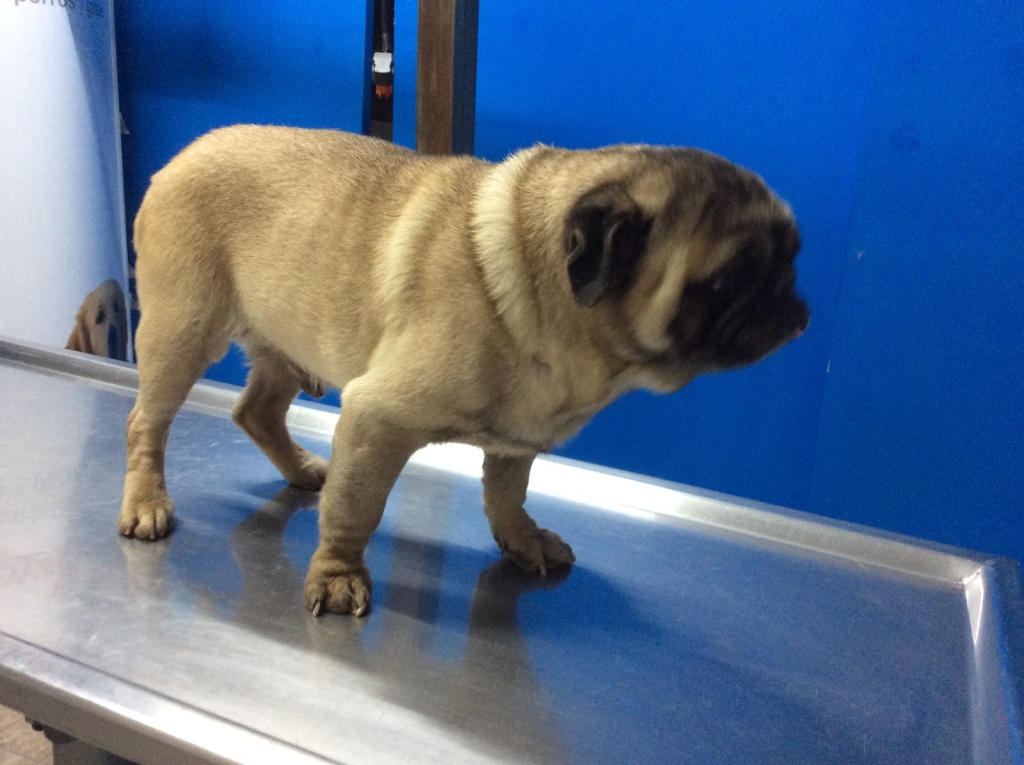 Monterrey Veterinary Clinic