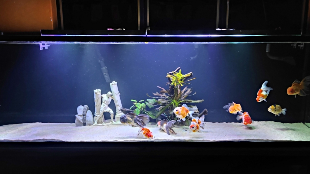 Angelito Aquarium Oaxaca