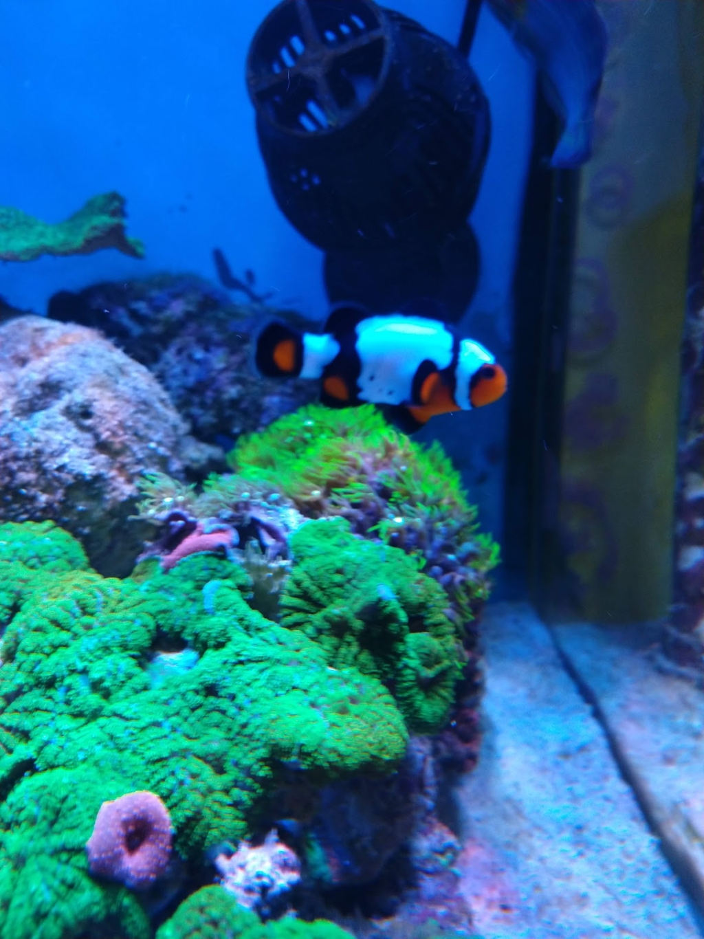 Nautica Acuario