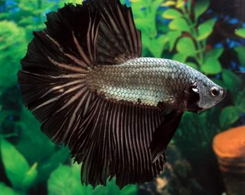 Acuario el carpa