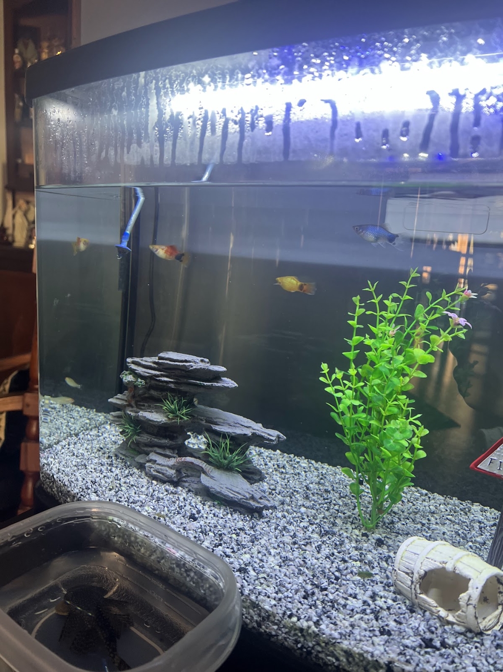 AquaPet