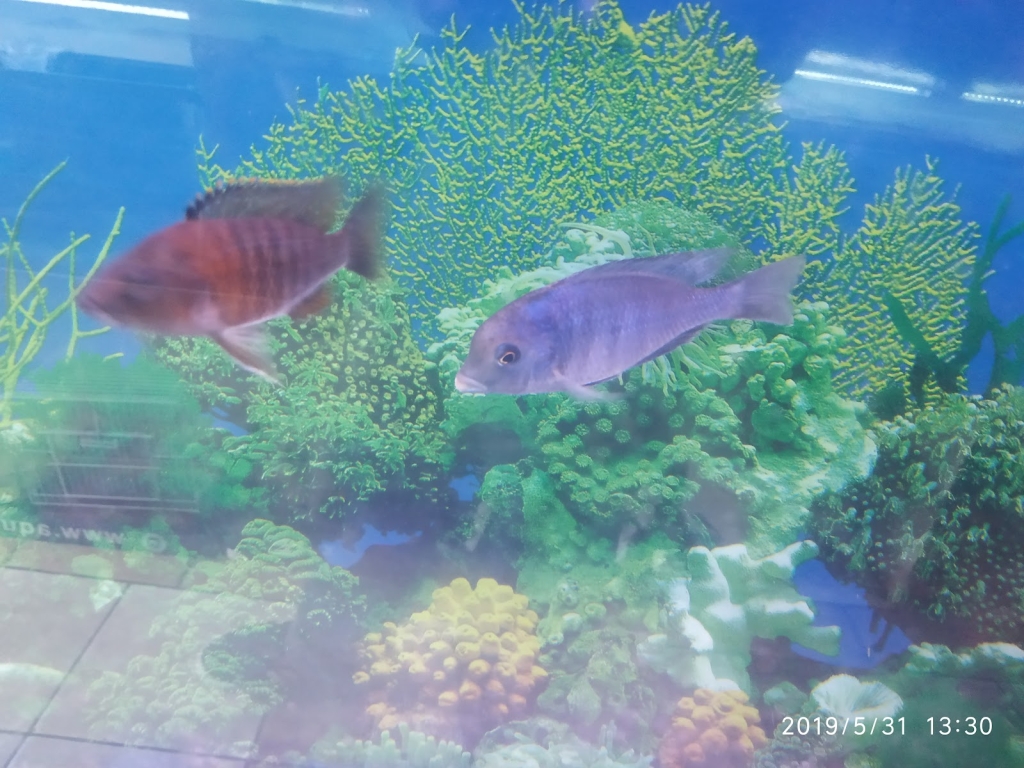 Acuario Moby Dick