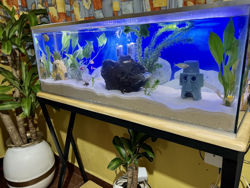 Iguanas DR RPTIL