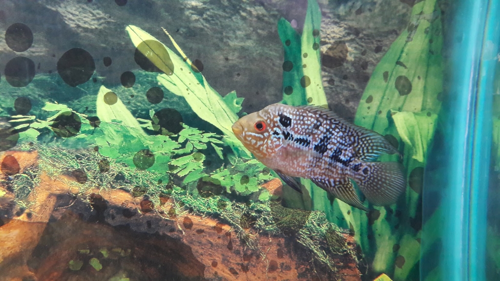 Acuario Corona