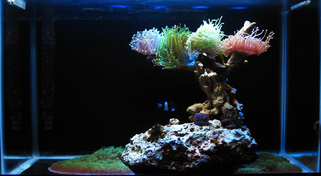 Acuario Habitat