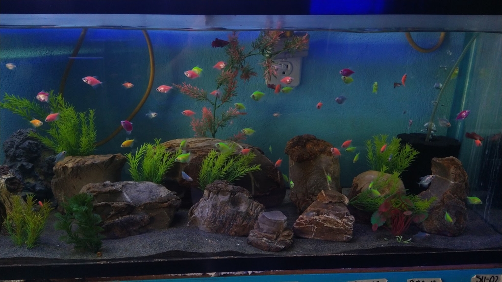 Hidalgo Aquarium